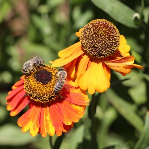 Cómo actuar ante una picadura de abeja