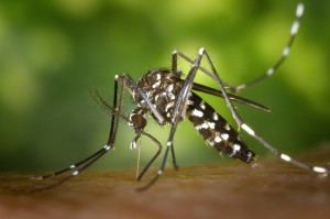 Por qué pican las picaduras de mosquito